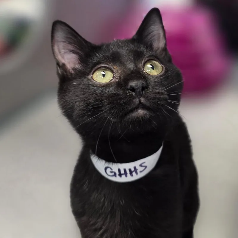 A baby small-sized female Domestic Short Hair cat named Yara for adoption in Huntsville, AL