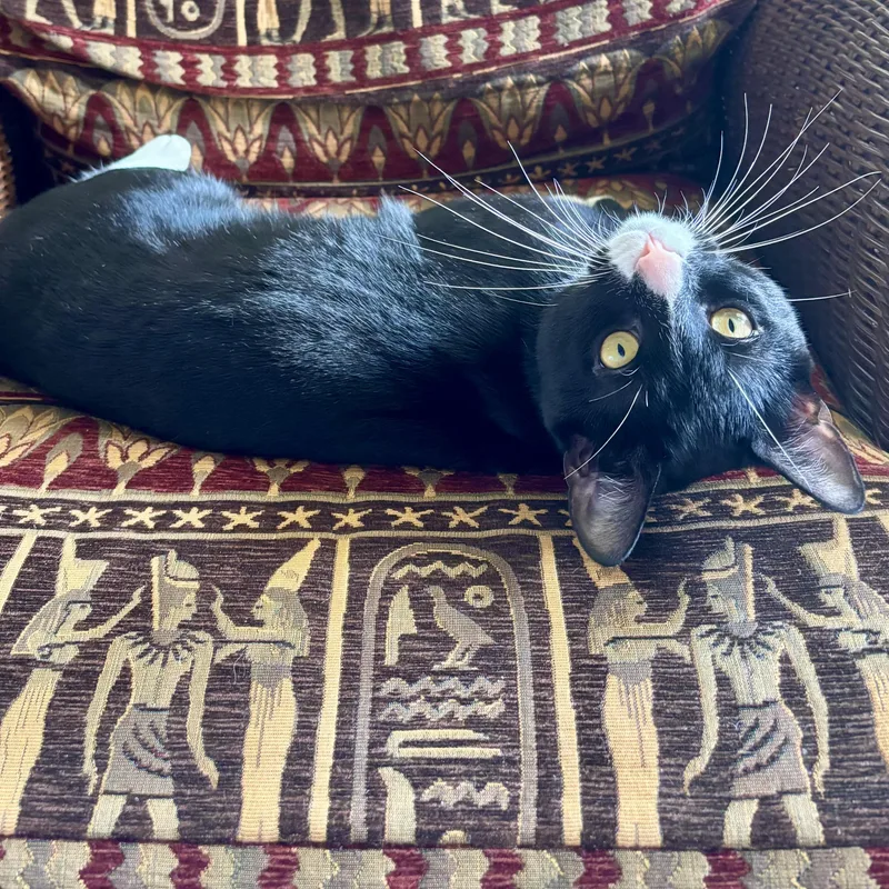 An adult medium-sized male Black & White / Tuxedo Domestic Short Hair cat named Meshi for adoption in West Orange, NJ
