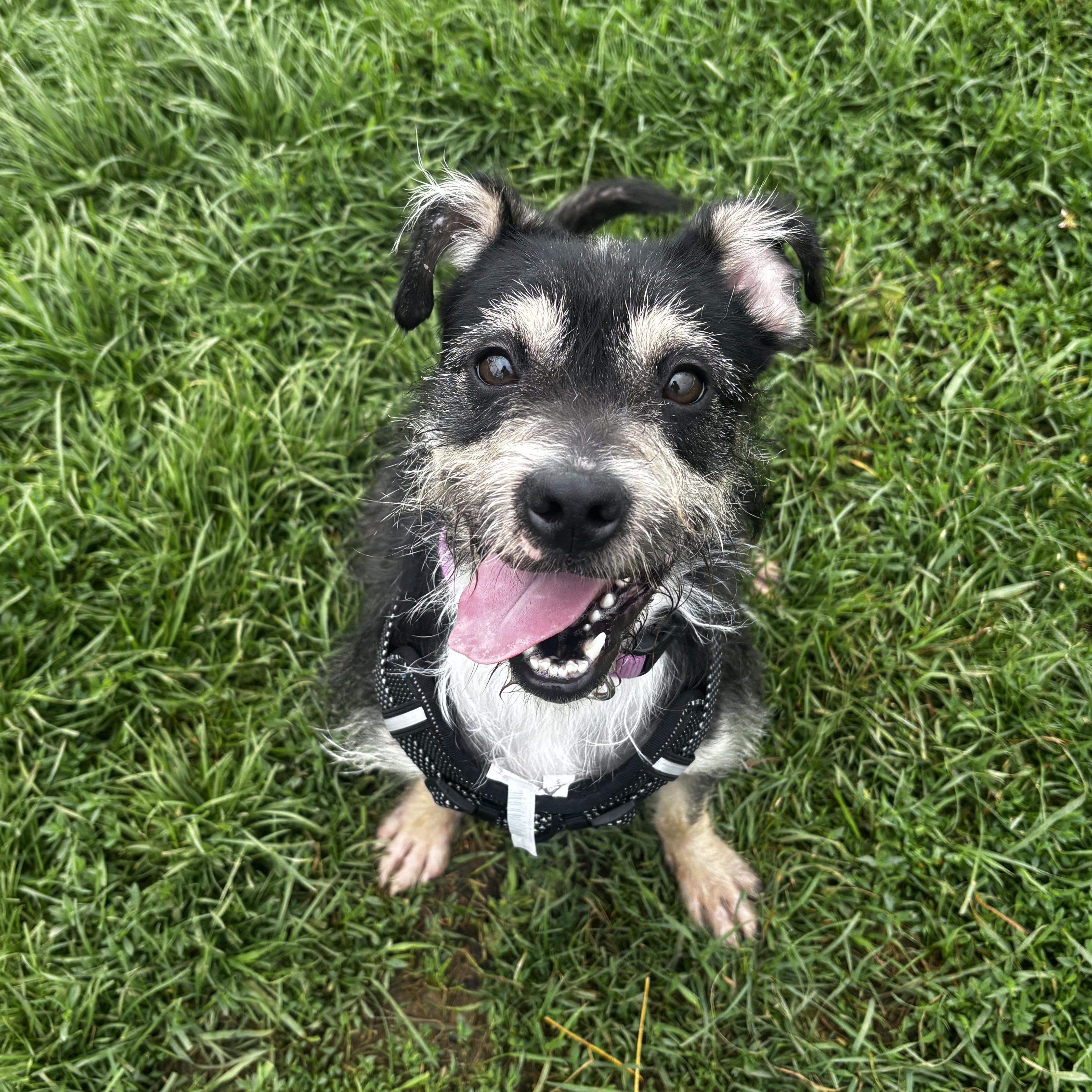 An adult medium-sized male Tricolor (Brown, Black, & White) Miniature Schnauzer dog named Chex Mix for adoption in Dodgeville, WI