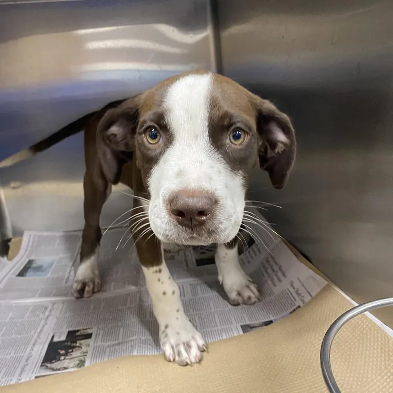A baby small-sized male Brown / Chocolate Mixed Breed dog named TX Winston for adoption in Port Washington, NY