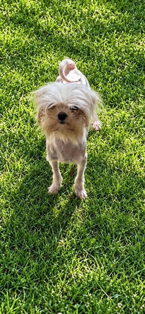 A young small-sized female Apricot / Beige Yorkshire Terrier dog named Paris for adoption in Georgetown , CA