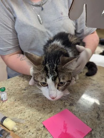 An adult large-sized male Domestic Short Hair cat named Pumpkin for adoption in Independence, MO