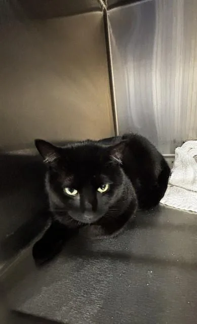 An adult medium-sized male Domestic Short Hair cat named Kyle for adoption in Upper Marlboro, MD
