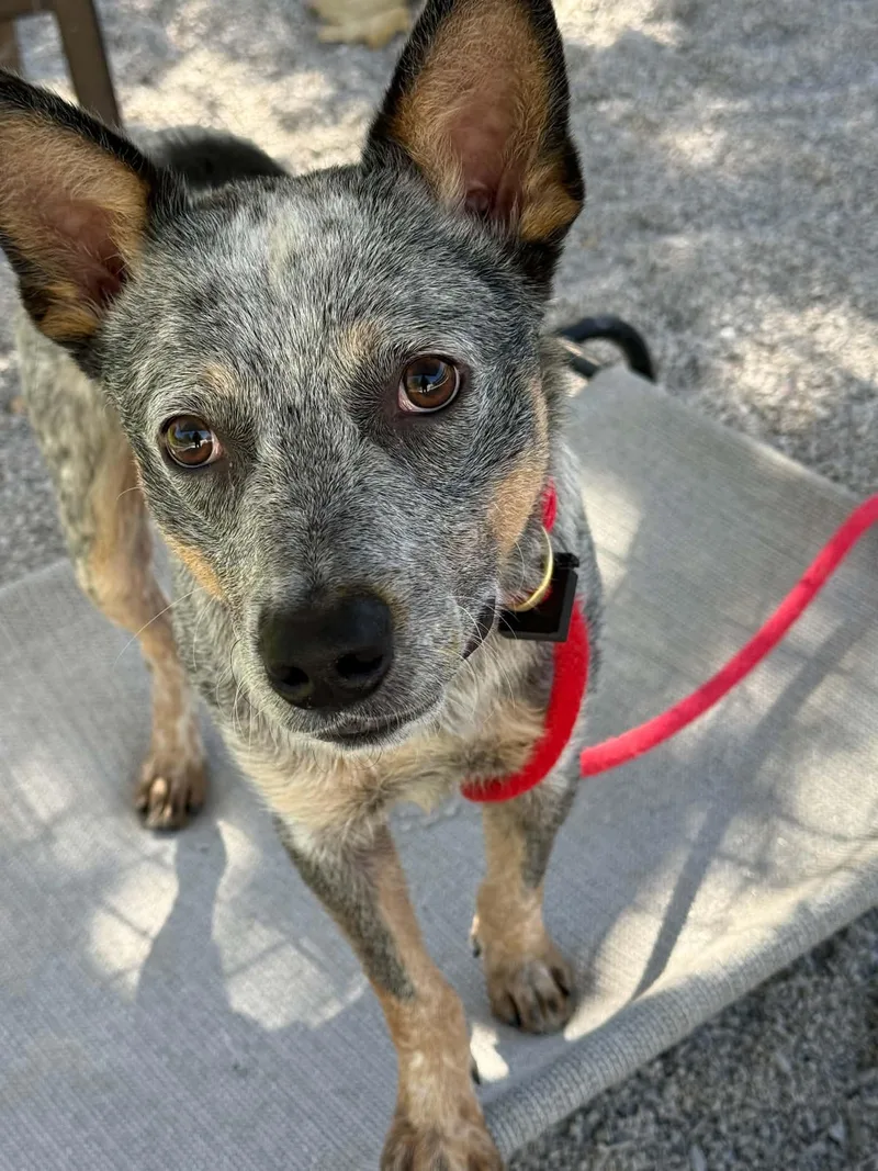 An adult medium-sized male Merle (Blue) Australian Shepherd dog named Rosco for adoption in Springfield, IL