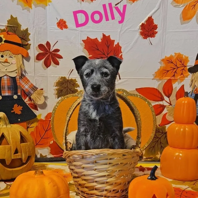 A baby medium-sized female Australian Cattle Dog / Blue Heeler named Dolly for adoption in Prineville, OR