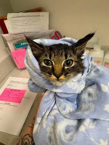 A baby small-sized female Black Domestic Medium Hair cat named Lia for adoption in Annapolis, MD