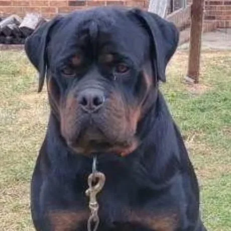An adult extra large-sized male Rottweiler dog named Derf for adoption in Richboro, PA