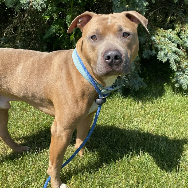 An adult large-sized male Yellow / Tan / Blond / Fawn Pit Bull Terrier dog named Blue for adoption in Allegan, MI