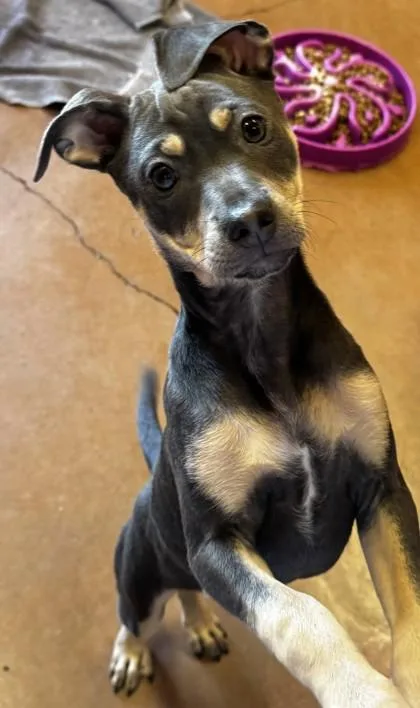 A baby medium-sized female Black Mixed Breed dog named Iduna for adoption in Stanwood, WA