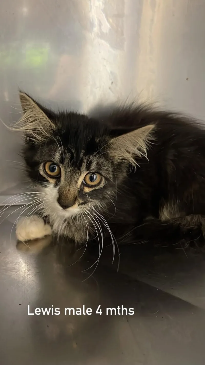 A baby medium-sized male Black Domestic Long Hair cat named Lewis for adoption in Fort Payne, AL