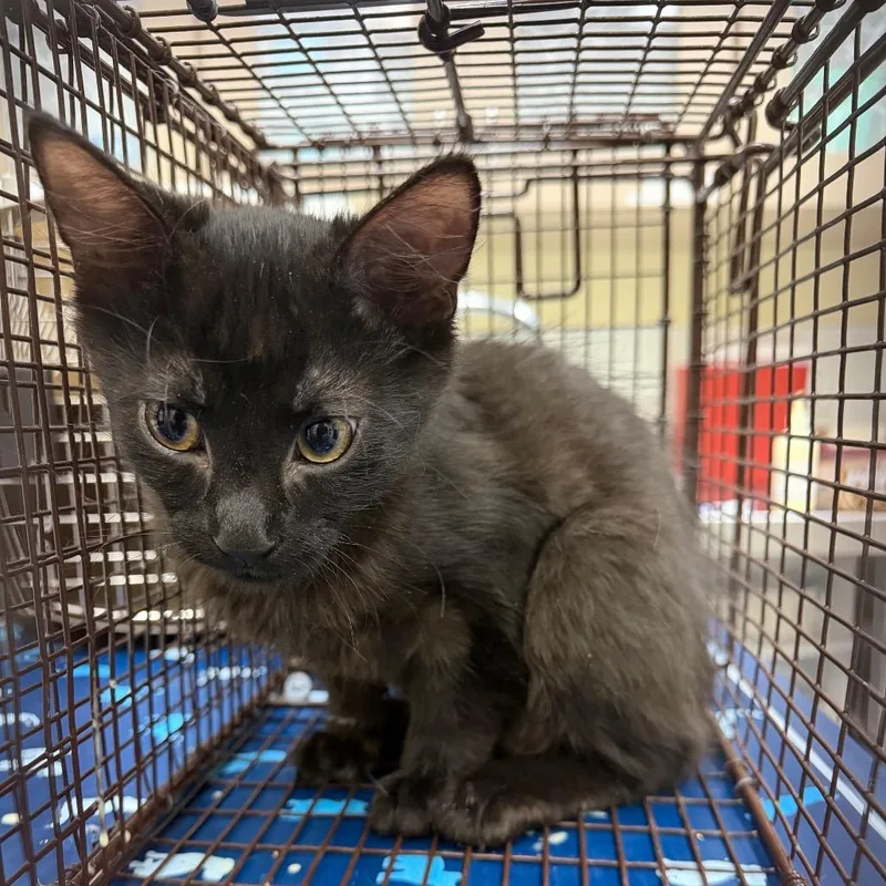 A baby small-sized male Black Domestic Short Hair cat named Kalabar for adoption in Galveston, TX