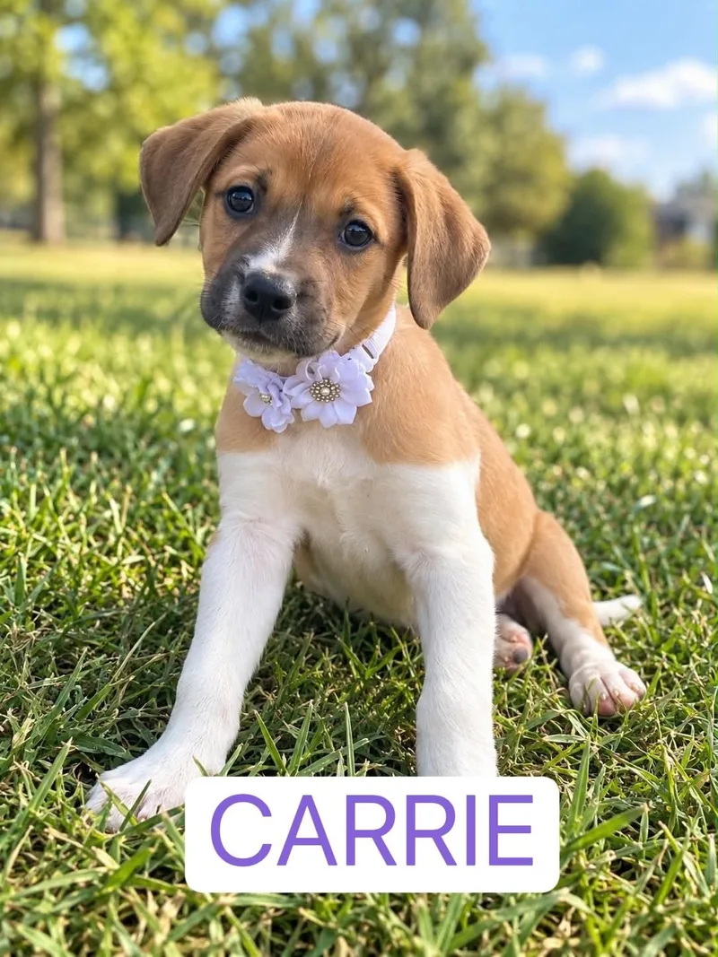 A baby medium-sized female Black Labrador Retriever dog named Carrie Underwood for adoption in White Lake, MI