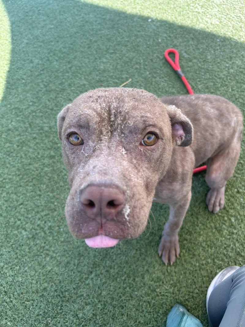 A baby medium-sized male Brown / Chocolate Pit Bull Terrier dog named E.t. for adoption in Cleveland, OH