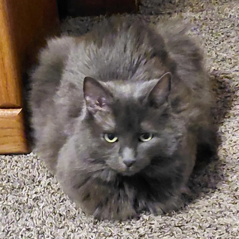 An adult small-sized female Gray / Blue / Silver American Shorthair cat named Chloe for adoption in Rochester, MN