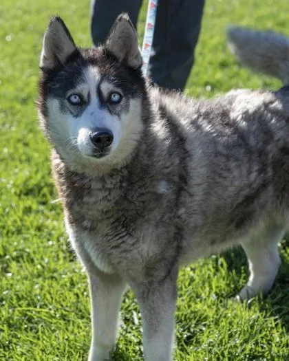 A senior medium-sized female Siberian Husky dog named Kaylee for adoption in Pequot Lakes, MN