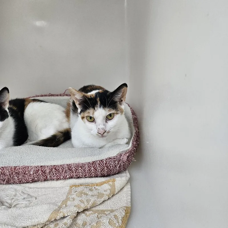 A young medium-sized female Calico Domestic Short Hair cat named Sunflower for adoption in Ridgely, MD