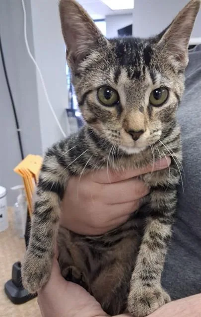 A baby small-sized female Domestic Short Hair cat named Maeve for adoption in Killeen, TX