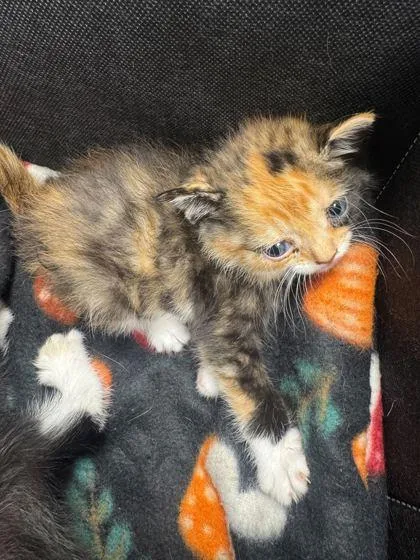 A baby small-sized female Domestic Short Hair cat named Tendy for adoption in Sevierville, TN