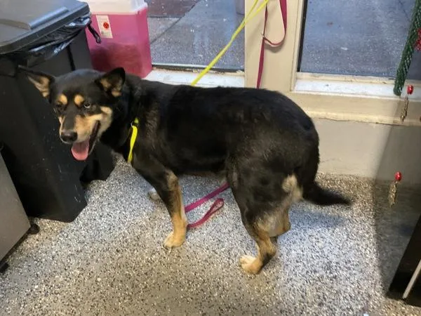 An adult extra large-sized female German Shepherd Dog dog named Snowflake for adoption in Mobile, AL