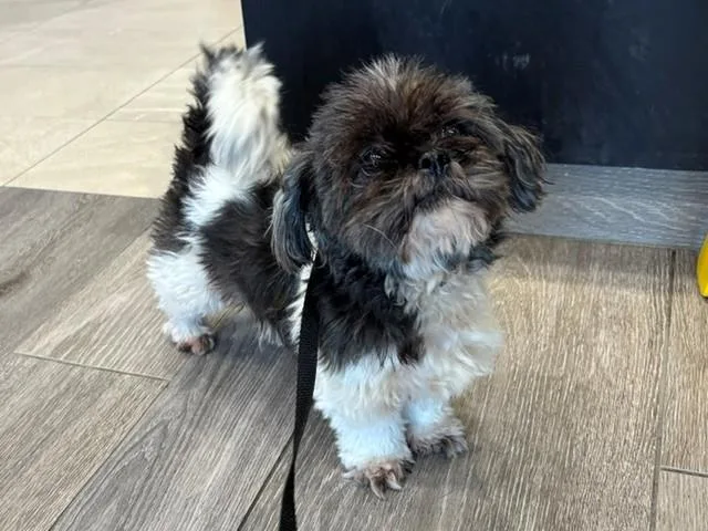 An adult small-sized female Shih Tzu dog named Mimi for adoption in Garland, TX