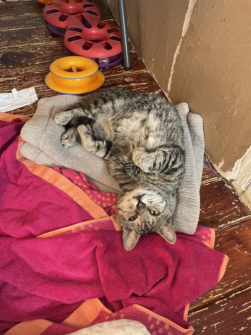 An adult large-sized male Domestic Short Hair cat named Fenster for adoption in Trenton, NJ