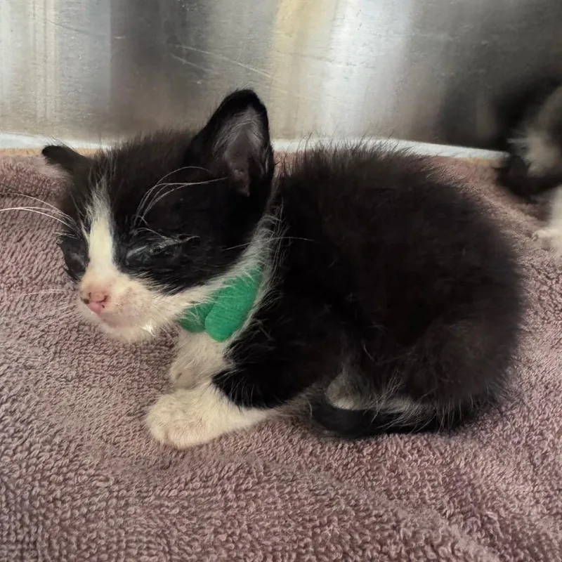 A baby small-sized male Black Domestic Short Hair cat named Mikey Jr. for adoption in Winston-Salem, NC