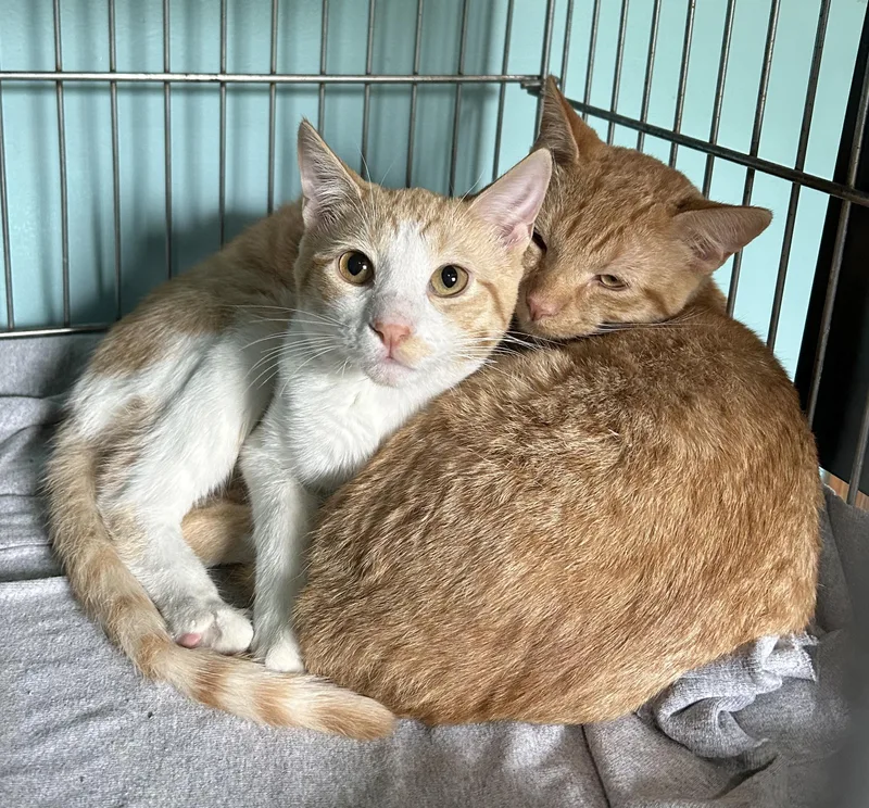 A young medium-sized male Tabby (Orange / Red) Tabby cat named Gary for adoption in Parkville, MO