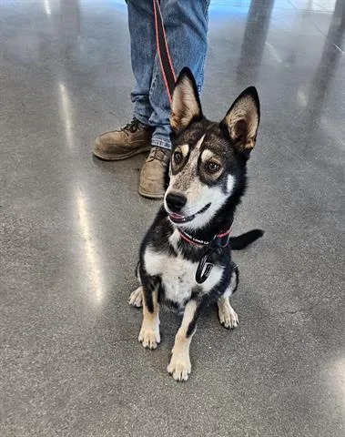 A young small-sized female Siberian Husky dog named Michelle for adoption in San Martin, CA