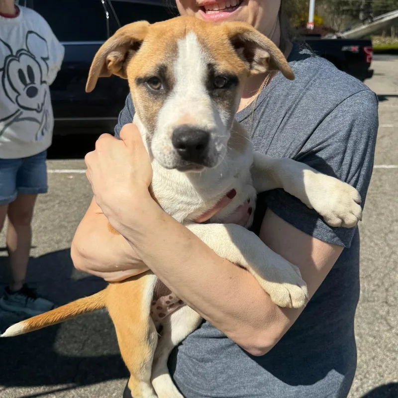 A baby large-sized male Yellow / Tan / Blond / Fawn Treeing Walker Coonhound dog named Ny Linden Avail Apr for adoption in Eastford, CT
