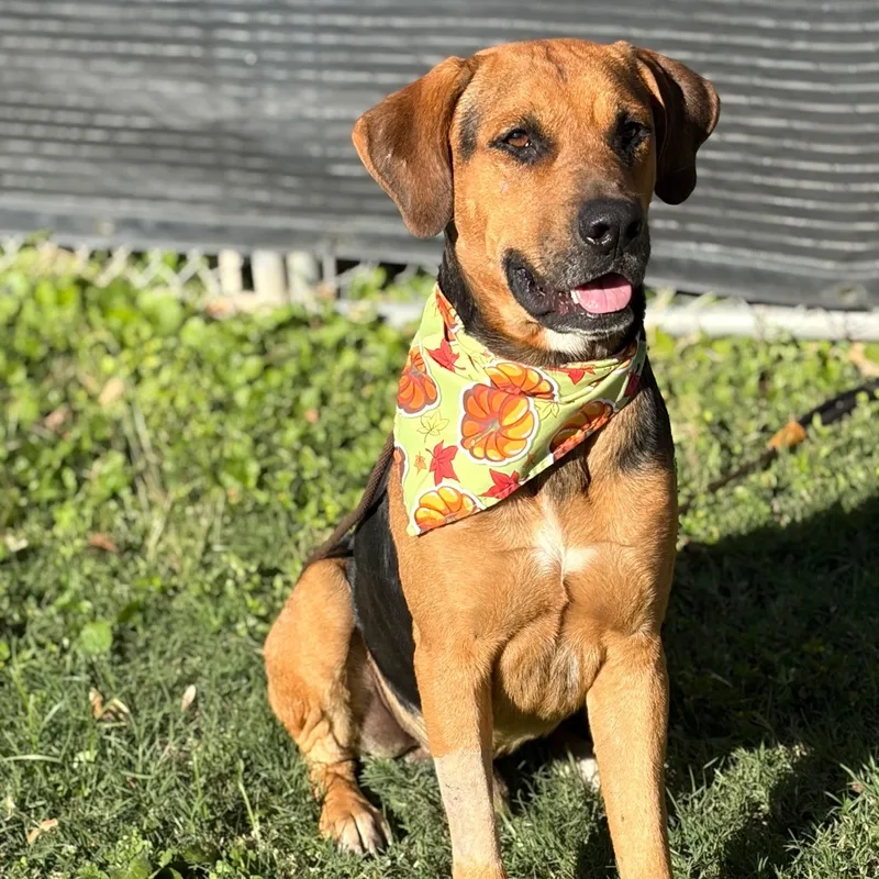 A young large-sized male Rottweiler dog named Bubba for adoption in Bastrop, TX