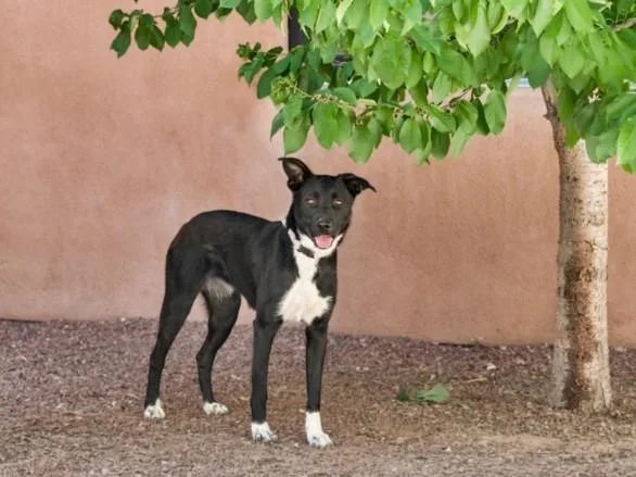A young medium-sized female Mixed Breed dog named Ember for adoption in Santa Fe, NM