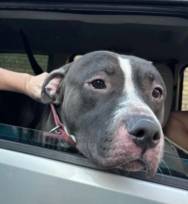 An adult large-sized male Mixed Breed dog named Drama for adoption in New York, NY
