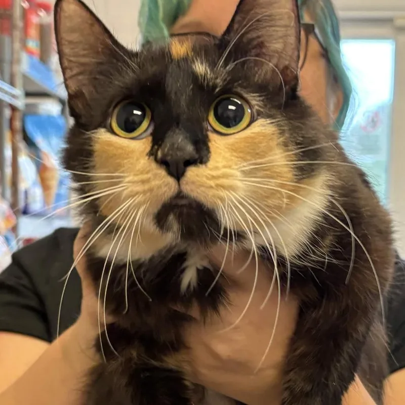 An adult medium-sized female Calico Domestic Short Hair cat named Miss Multicolor Mayhem for adoption in Gloucester, VA