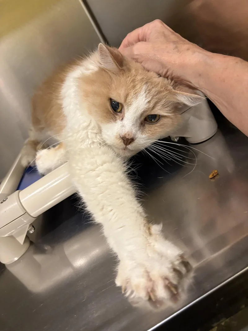 A senior medium-sized male Orange & White Domestic Medium Hair cat named Buttons for adoption in Flint Hill, VA