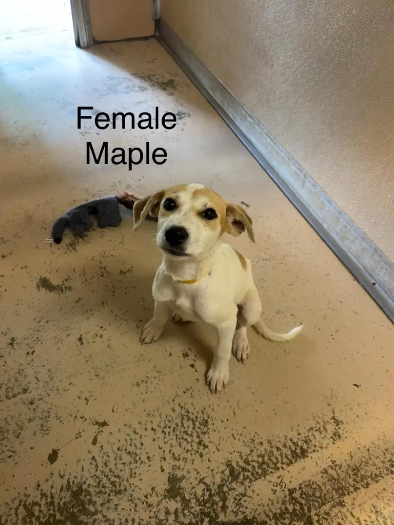 Maple