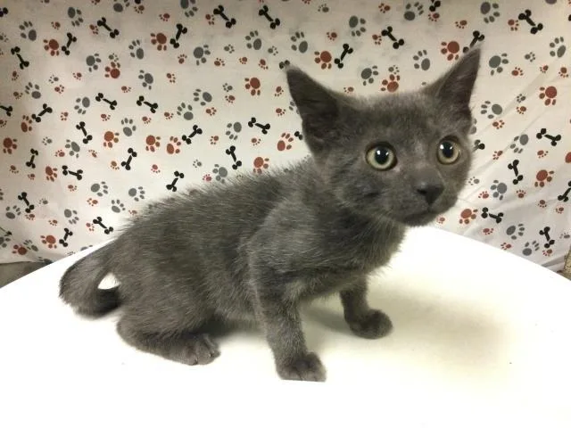 A baby small-sized male Domestic Short Hair cat named Pebble for adoption in Riverside, CA