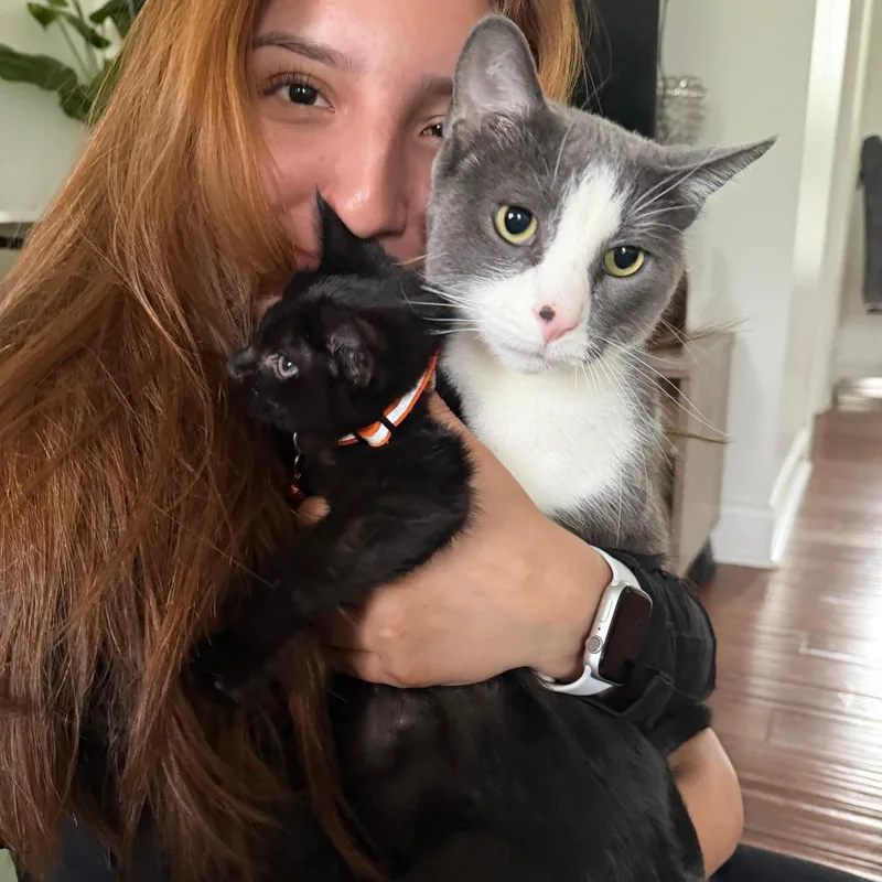 A baby small-sized female Black Domestic Short Hair cat named Teriq for adoption in Wheeling, IL