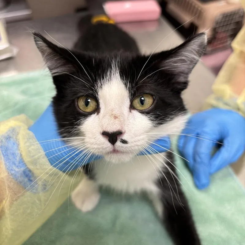 A baby small-sized male Black Domestic Short Hair cat named Haiku for adoption in Evanston, IL