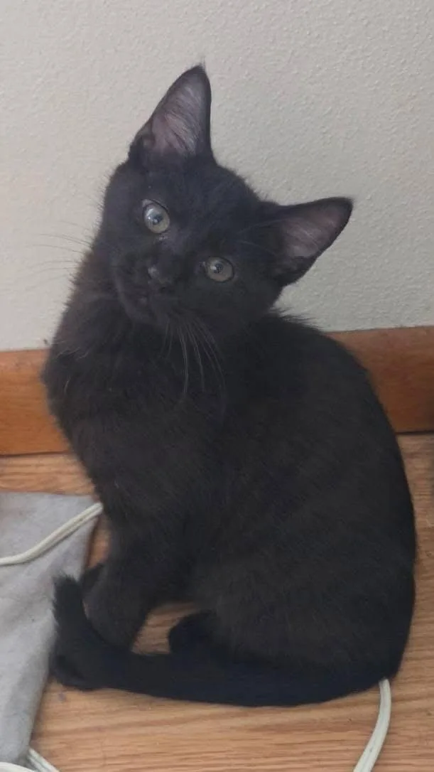 A baby medium-sized male Domestic Short Hair cat named Silvoh for adoption in Germantown, OH