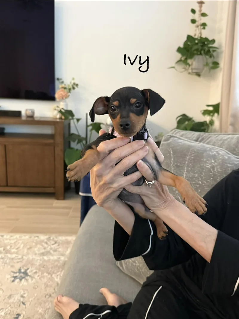 Ivy