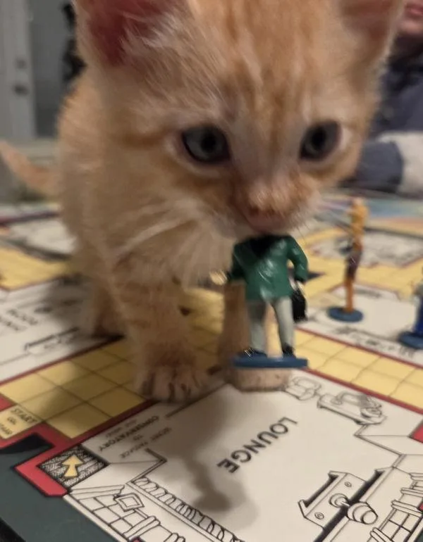 A baby small-sized male Domestic Short Hair cat named Monkey for adoption in Escondido, CA