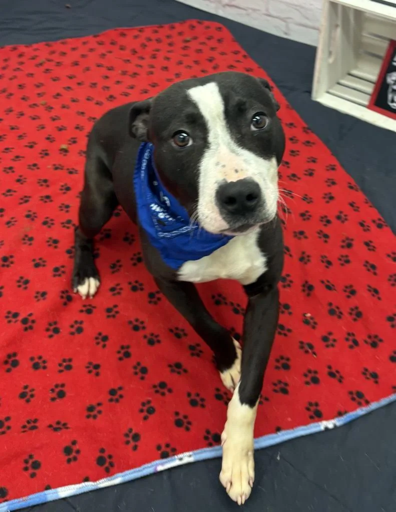 Snapdragon thumbnail 2