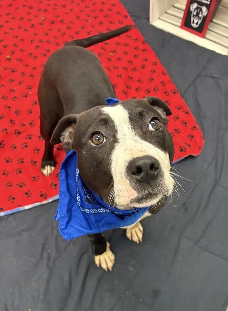 Snapdragon thumbnail 3