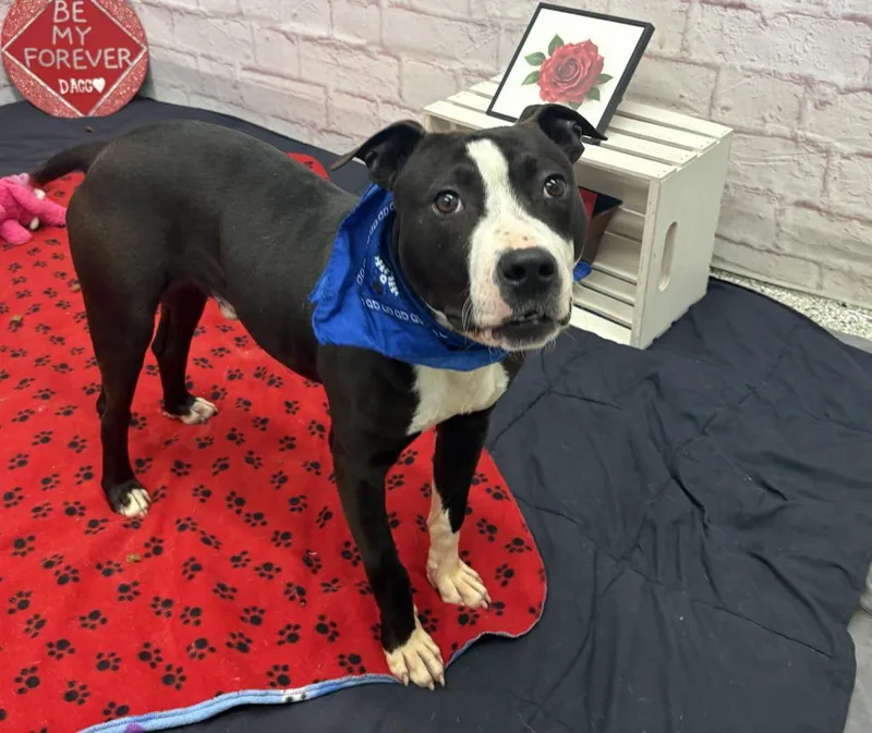 Snapdragon thumbnail 4