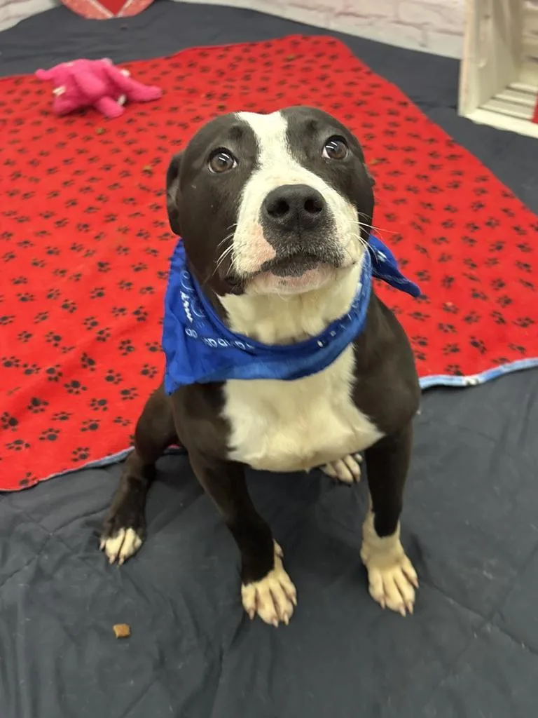 Snapdragon thumbnail 5