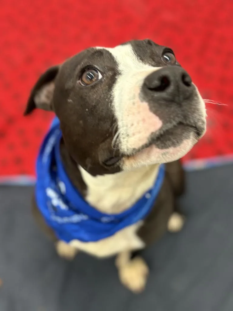 Snapdragon thumbnail 6