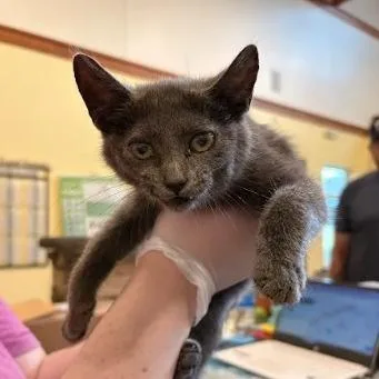 A baby small-sized female Gray / Blue / Silver Domestic Short Hair cat named Misty for adoption in Lynchburg, VA
