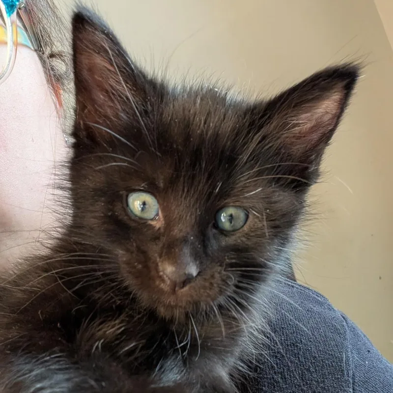 A baby small-sized male Tortoiseshell Domestic Short Hair cat named Frodo for adoption in West Des Moines, IA