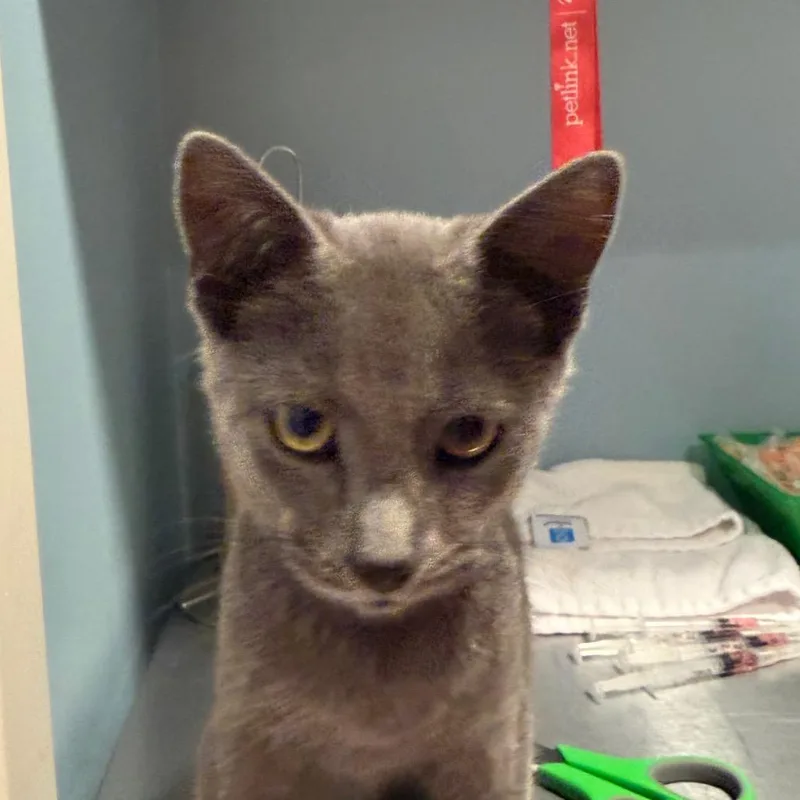 A baby small-sized male Gray / Blue / Silver Domestic Short Hair cat named Hawkeye for adoption in Chattanooga, TN
