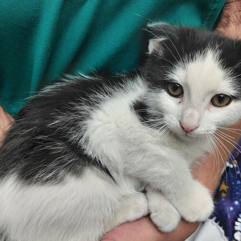 A baby medium-sized male Black & White / Tuxedo Domestic Short Hair cat named Little Stinker for adoption in Hazleton, IA